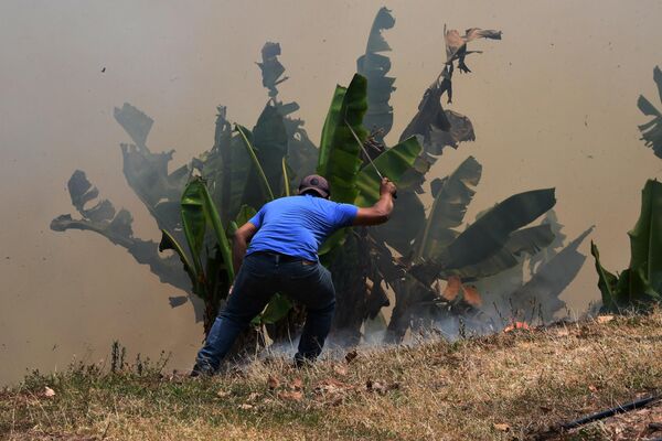 2023年4月17日，在洪都拉斯首都特古西加尔巴郊区，一名农民在火灾中试图拯救一棵香蕉树。 - 俄罗斯卫星通讯社