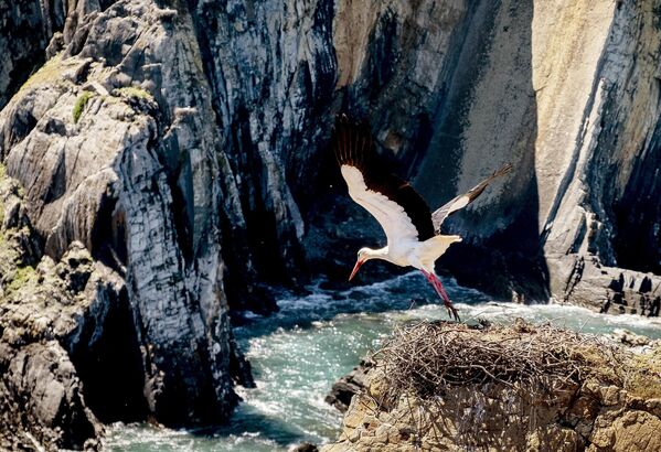 2023年4月17日，葡萄牙Cabo Sardao，一只鹳从它在高处悬崖上的巢中出发。 - 俄罗斯卫星通讯社