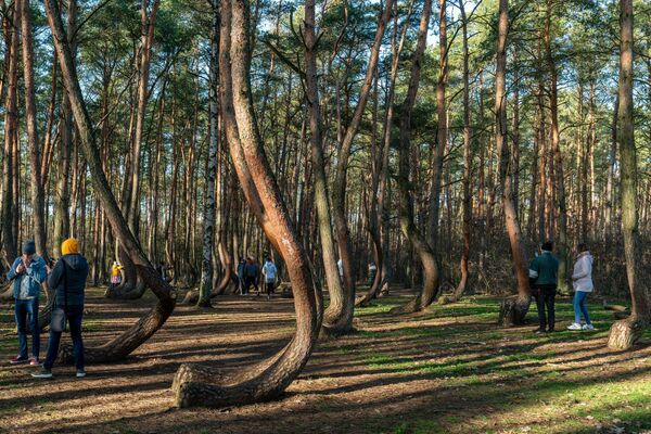 2020年2月8日，一群游客在波兰格里非诺附近著名的“弯曲森林”游览。 - 俄罗斯卫星通讯社