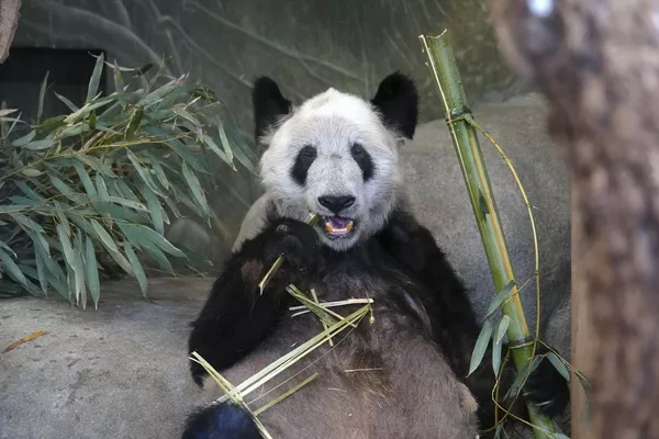 美國孟菲斯市動物園中的大熊貓“丫丫”。 美國孟菲斯市動物園中的大熊貓“丫丫”。 - 俄羅斯衛星通訊社