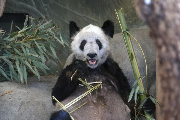 美国孟菲斯市动物园中的大熊猫“丫丫”。 - 俄罗斯卫星通讯社