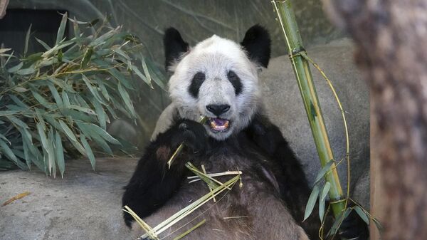 美國孟菲斯市動物園中的大熊貓“丫丫” - 俄羅斯衛星通訊社