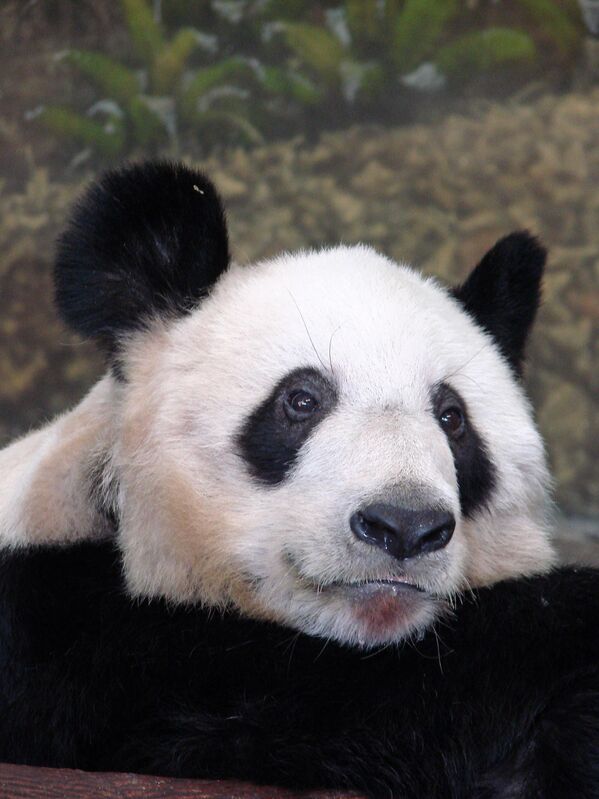 美國孟菲斯市動物園中的大熊貓“丫丫”。 - 俄羅斯衛星通訊社