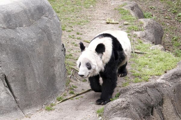 美國孟菲斯市動物園中的大熊貓“丫丫”。 - 俄羅斯衛星通訊社