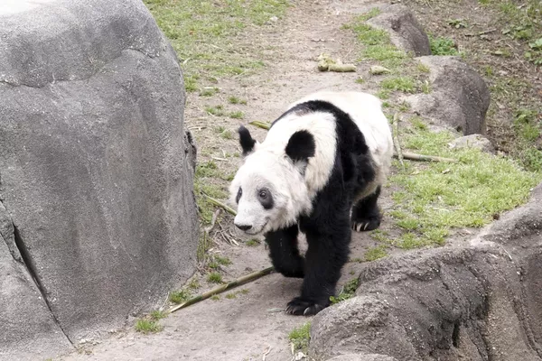 美國孟菲斯市動物園中的大熊貓“丫丫”。 美國孟菲斯市動物園中的大熊貓“丫丫”。 - 俄羅斯衛星通訊社