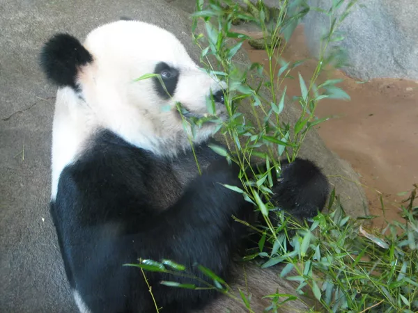 美國孟菲斯市動物園中的大熊貓“丫丫”。 美國孟菲斯市動物園中的大熊貓“丫丫”。 - 俄羅斯衛星通訊社