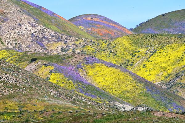 2023年4月25日，美國加利福尼亞州聖瑪格麗塔附近的卡里佐平原國家紀念碑，橙色、黃色和紫色的野花布滿山丘。 - 俄羅斯衛星通訊社