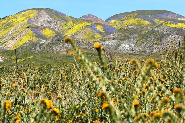 2023年4月25日，加州聖瑪格麗塔附近的卡里佐平原國家紀念碑，橙色、黃色和紫色的野花布滿山丘。 - 俄羅斯衛星通訊社