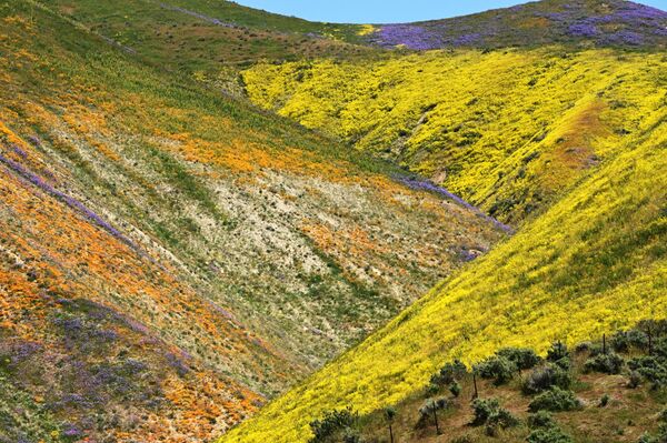 2023年4月26日，加州卡里佐平原國家紀念碑，橙色、黃色和紫色的野花在山坡上盛開。 - 俄羅斯衛星通訊社