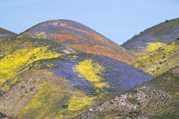 2023年4月25日，加州卡里佐平原國家紀念碑，橙色、黃色和紫色的野花在山坡上盛開。 - 俄羅斯衛星通訊社