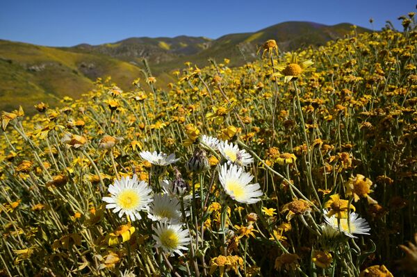 2023年4月26日，加州卡里佐平原國家紀念碑，橙色、黃色和紫色的野花在山坡上盛開。 - 俄羅斯衛星通訊社
