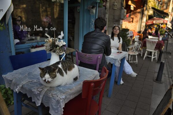 2023年5月1日，星期一，土耳其伊斯坦布尔巴拉特，一只猫在咖啡馆外的桌子上睡觉。(美联社/Khalil Hamra) - 俄罗斯卫星通讯社