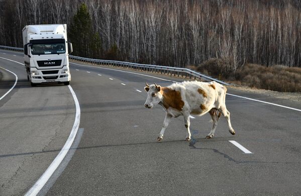 外贝加尔地区赤塔-哈巴罗夫斯克公路上的奶牛和车辆交通。 - 俄罗斯卫星通讯社