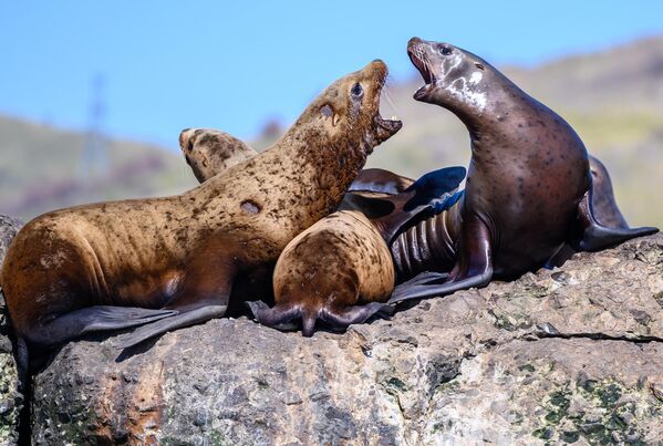 栖息在尼维尔港海域防浪堤的有耳海豹。它们每年都会在同一时间来这里休息和繁殖。 - 俄罗斯卫星通讯社