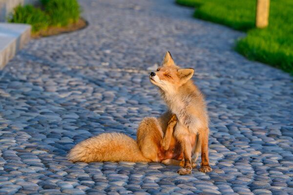 萨哈林地区伊图鲁普岛（千岛群岛）扬基托湾“扬基托”宾馆外的一只狐狸。 - 俄罗斯卫星通讯社