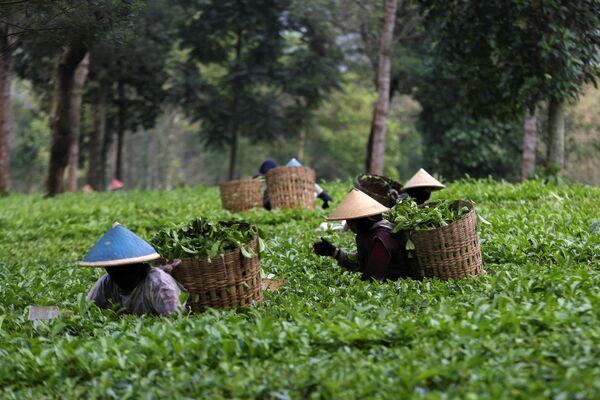 印度尼西亚沃诺索博，妇女们在农场里采茶。 - 俄罗斯卫星通讯社