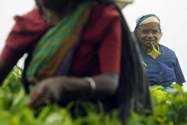 斯里兰卡丹巴滕，妇女们在种植园采茶。 - 俄罗斯卫星通讯社