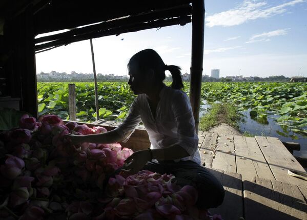 越南河内，工人们正在清理莲花，准备制作莲花茶。 - 俄罗斯卫星通讯社