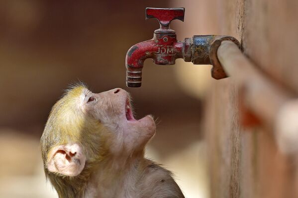 一只印度猴子在水龙头下解渴。 - 俄罗斯卫星通讯社