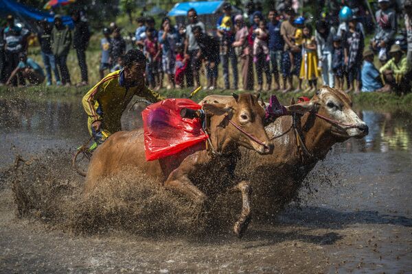 印度尼西亚传统“赛牛”比赛（Karapan Sapi Brujul）。 - 俄罗斯卫星通讯社