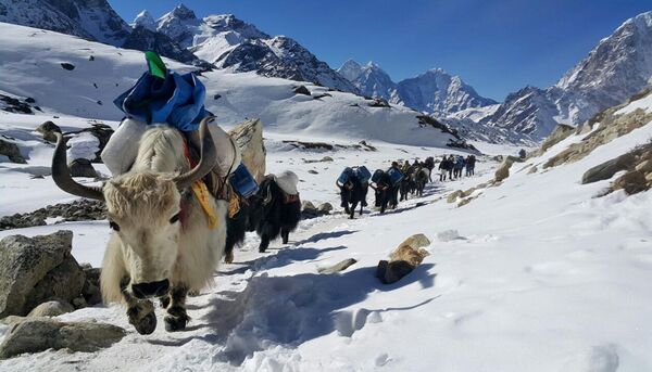 2015年3月21日，尼泊尔，牦牛向珠峰大本营运送物资，为期三个月的世界最高峰攀登活动开始。 (美联社) - 俄罗斯卫星通讯社