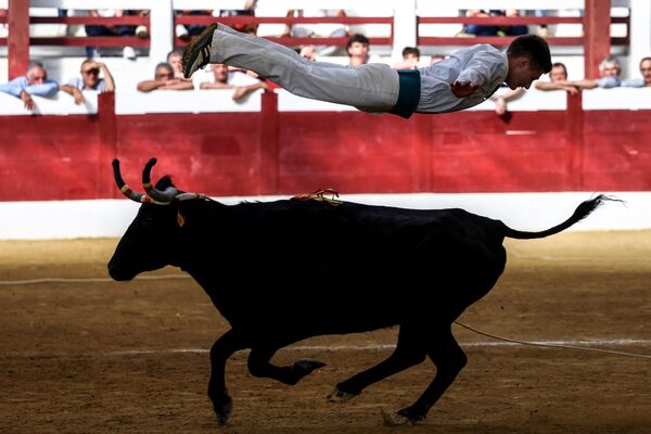 法國西南部薩馬德市舉行朗德鬥牛。 - 俄羅斯衛星通訊社