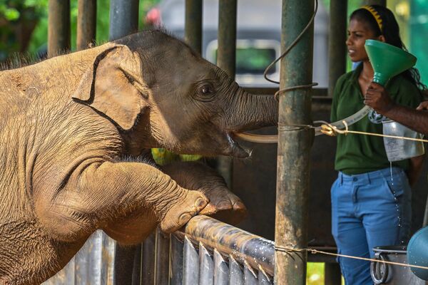 斯里兰卡乌达瓦洛韦国家公园的大象收容所正在给一头小象喂奶。 - 俄罗斯卫星通讯社