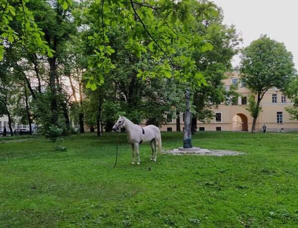 圣彼得堡白夜下的马匹 - 俄罗斯卫星通讯社