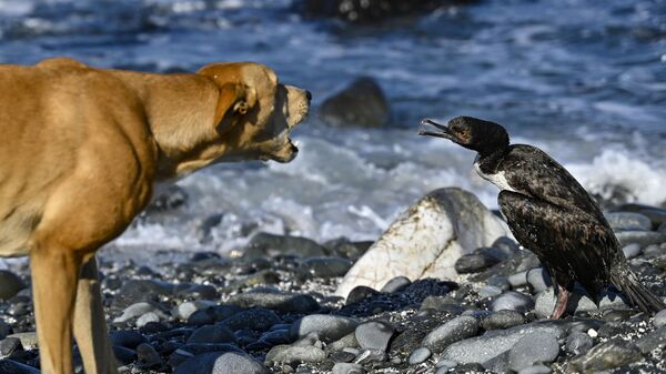 智利，一只狗在科金博的乔罗斯海滩上朝一只鸟吠叫 - 俄罗斯卫星通讯社