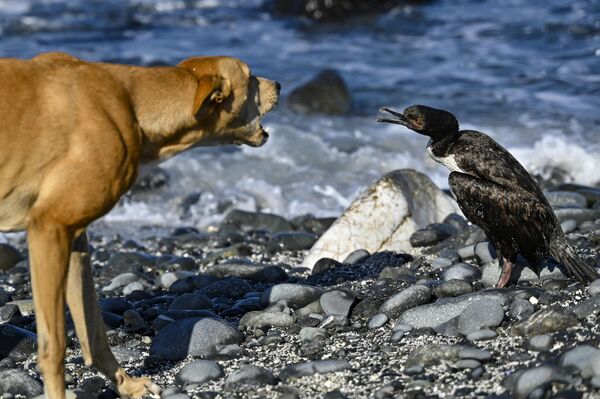 智利，一只狗在科金博的乔罗斯海滩上朝一只鸟吠叫 - 俄罗斯卫星通讯社