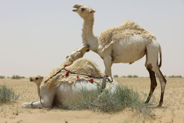 伊拉克南部城市纳西里耶的沙漠中，一头骆驼正在咬另一头骆驼 - 俄罗斯卫星通讯社