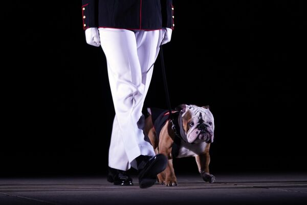 美國海軍陸戰隊軍犬抵達華盛頓 - 俄羅斯衛星通訊社
