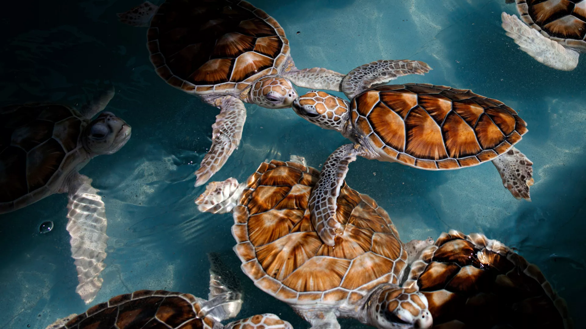 Symbiosis