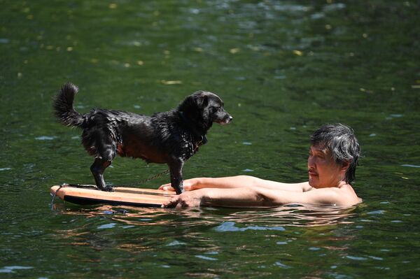 中国北京，一名男子带着他的宠物犬在运河里游泳 - 俄罗斯卫星通讯社