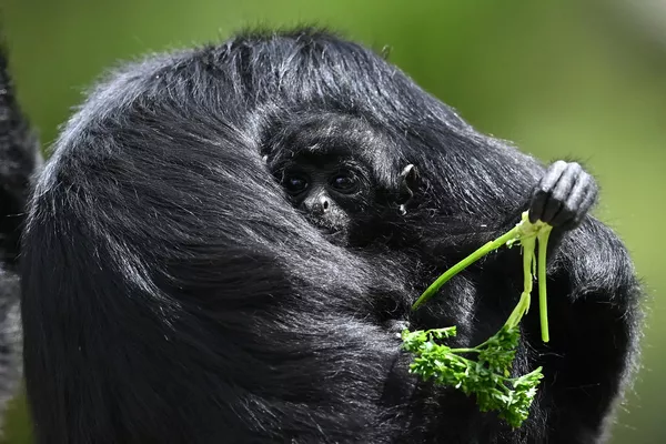 哥倫比亞瓦卡塔生物公園自然保護區里的蛛猴幼崽和它的媽媽 哥倫比亞瓦卡塔生物公園自然保護區里的蛛猴幼崽和它的媽媽 - 俄羅斯衛星通訊社