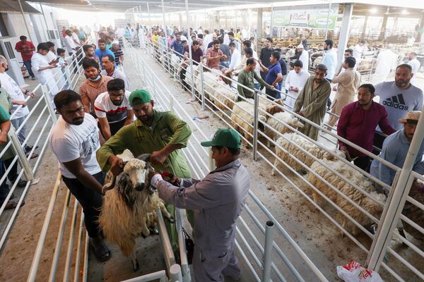 科威特民众牵羊参加宰牲节。 - 俄罗斯卫星通讯社