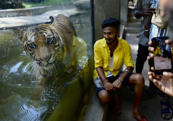 斯里蘭卡科倫坡國家動物園裡的孟加拉虎。 - 俄羅斯衛星通訊社