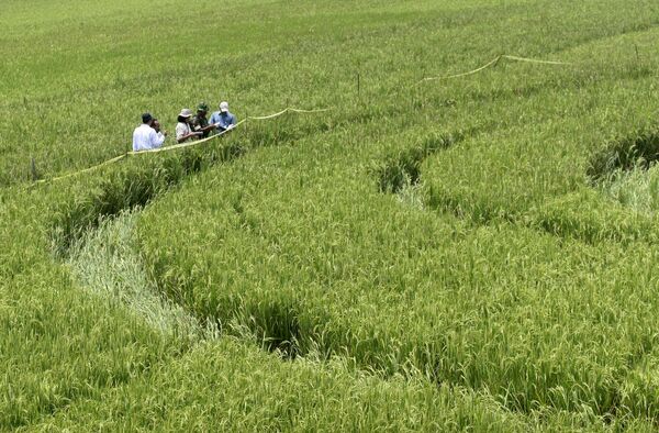 2011年1月25日，印度尼西亚日惹斯勒曼的一片稻田里，调查人员正在勘察70米宽的麦田怪圈。有传言说它是由不明飞行物造成的。 - 俄罗斯卫星通讯社