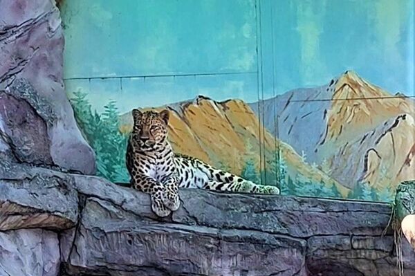 俄哈巴罗夫斯克动物园远东豹“寿星”迎来17岁生日 - 俄罗斯卫星通讯社