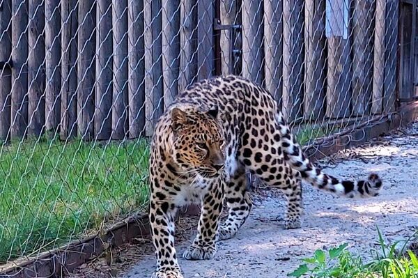俄哈巴羅夫斯克動物園遠東豹“壽星”迎來17歲生日 - 俄羅斯衛星通訊社