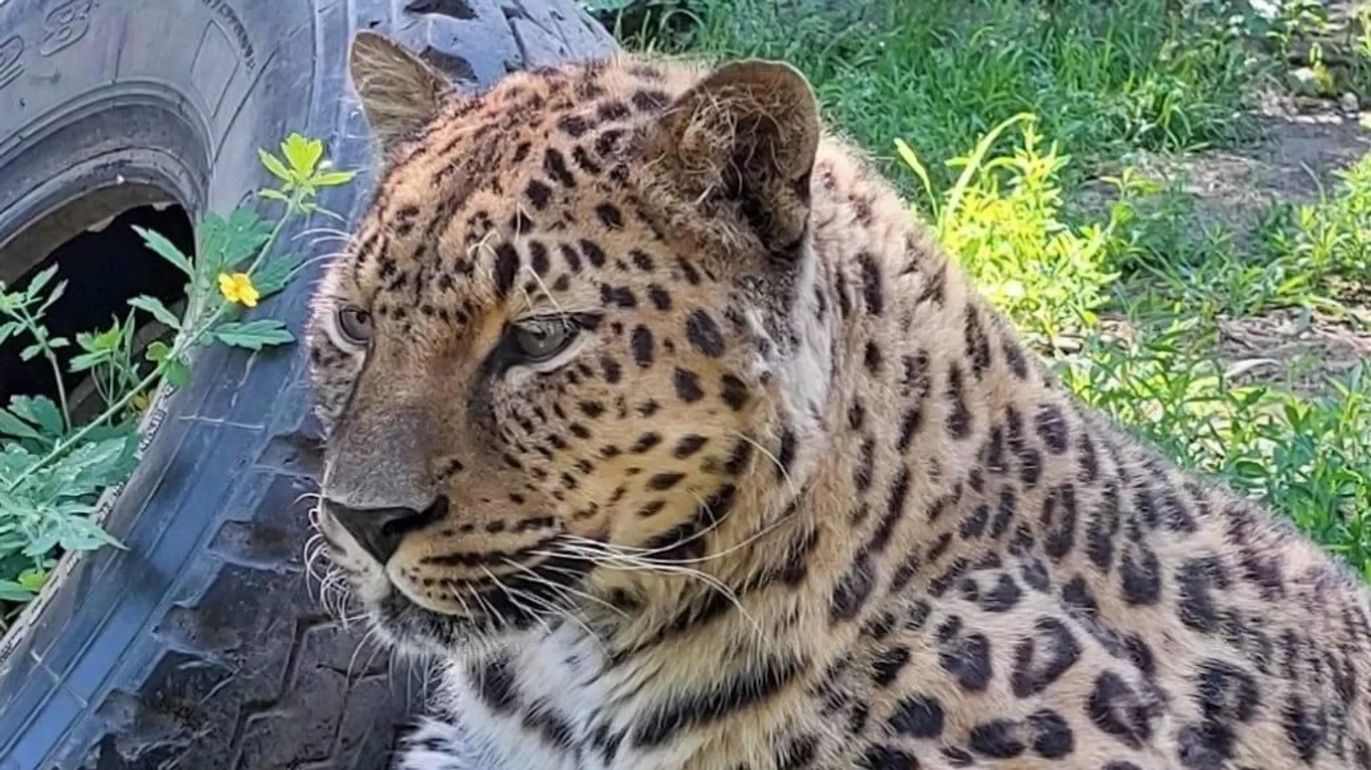 俄哈巴羅夫斯克動物園遠東豹“壽星”迎來17歲生日
