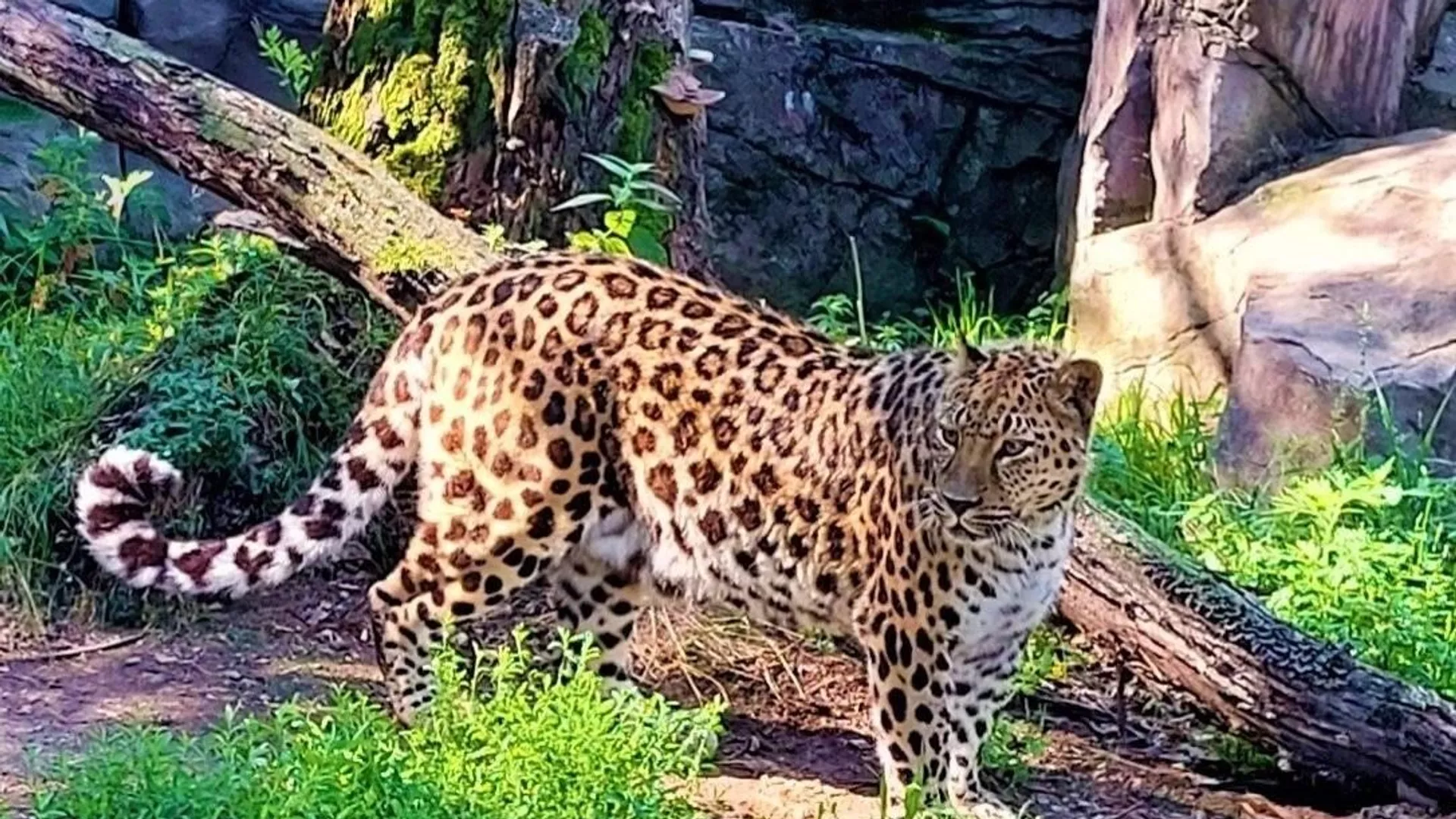 俄哈巴羅夫斯克動物園遠東豹“壽星”迎來17歲生日