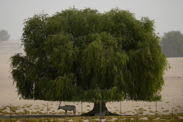 2023年7月8日，星期六，在阿拉伯联合酋长国迪拜的一个保护区，一只阿拉伯大羚羊在尘土飞扬的炎热天气里躲在树荫下。 - 俄罗斯卫星通讯社