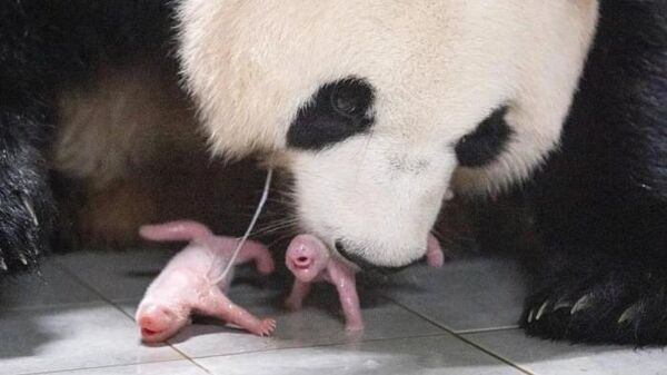 旅韓大熊貓“愛寶”誕下雙胞胎 - 俄羅斯衛星通訊社