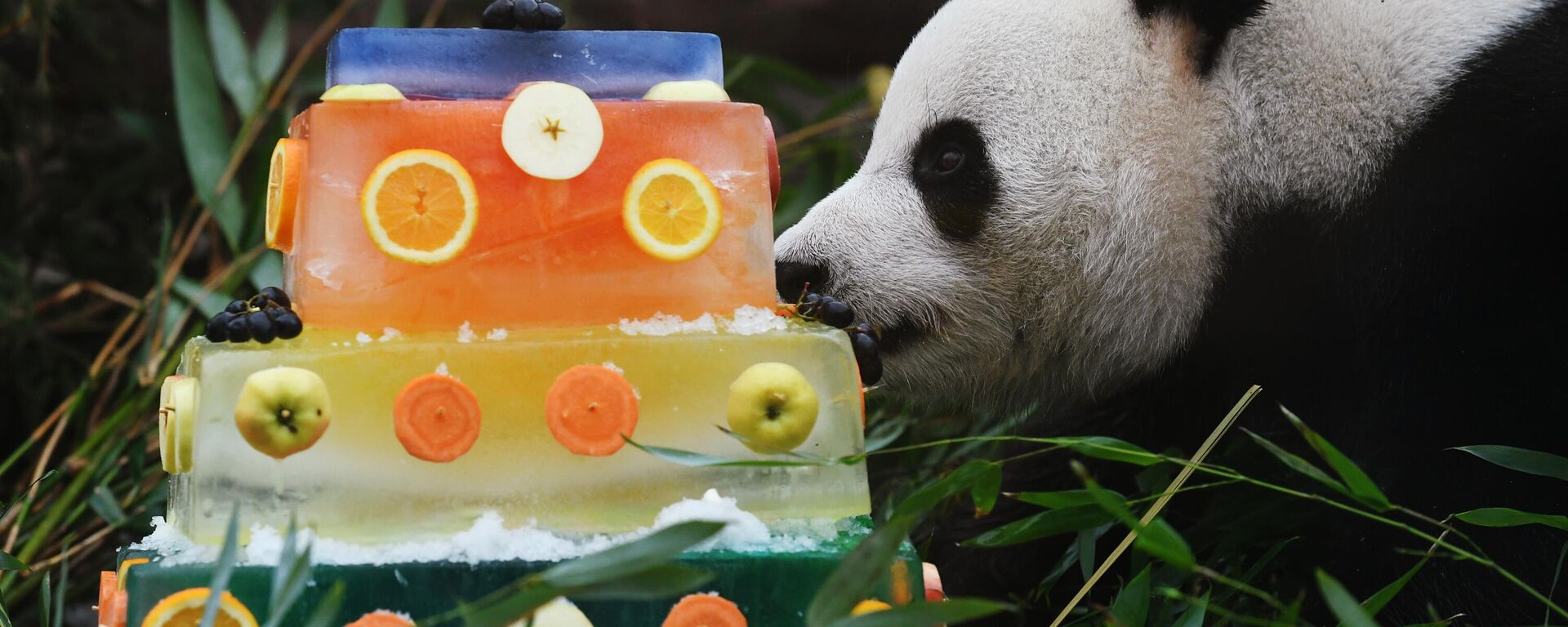 莫斯科動物園兩只大熊貓慶生 - 俄羅斯衛星通訊社, 1920, 12.07.2023