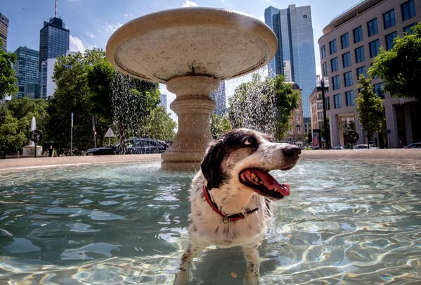 一只小狗在德国法兰克福市中心的喷泉里游水。 - 俄罗斯卫星通讯社