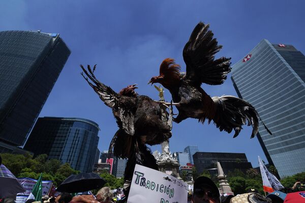 墨西哥城养殖户在墨西哥城举行反对禁止斗鸡、斗牛和其他会出现动物血液运动的法律。 - 俄罗斯卫星通讯社