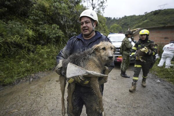 哥倫比亞發生災難性雪崩，當地埃爾·納蘭哈爾市遭雪崩掩埋。圖為在廢墟中救出了小狗。 - 俄羅斯衛星通訊社