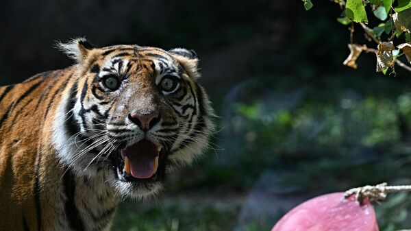 意大利罗马动物园中的苏门答腊虎准备进食冻肉。 - 俄罗斯卫星通讯社
