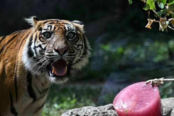 意大利罗马动物园中的苏门答腊虎准备进食冻肉。 - 俄罗斯卫星通讯社